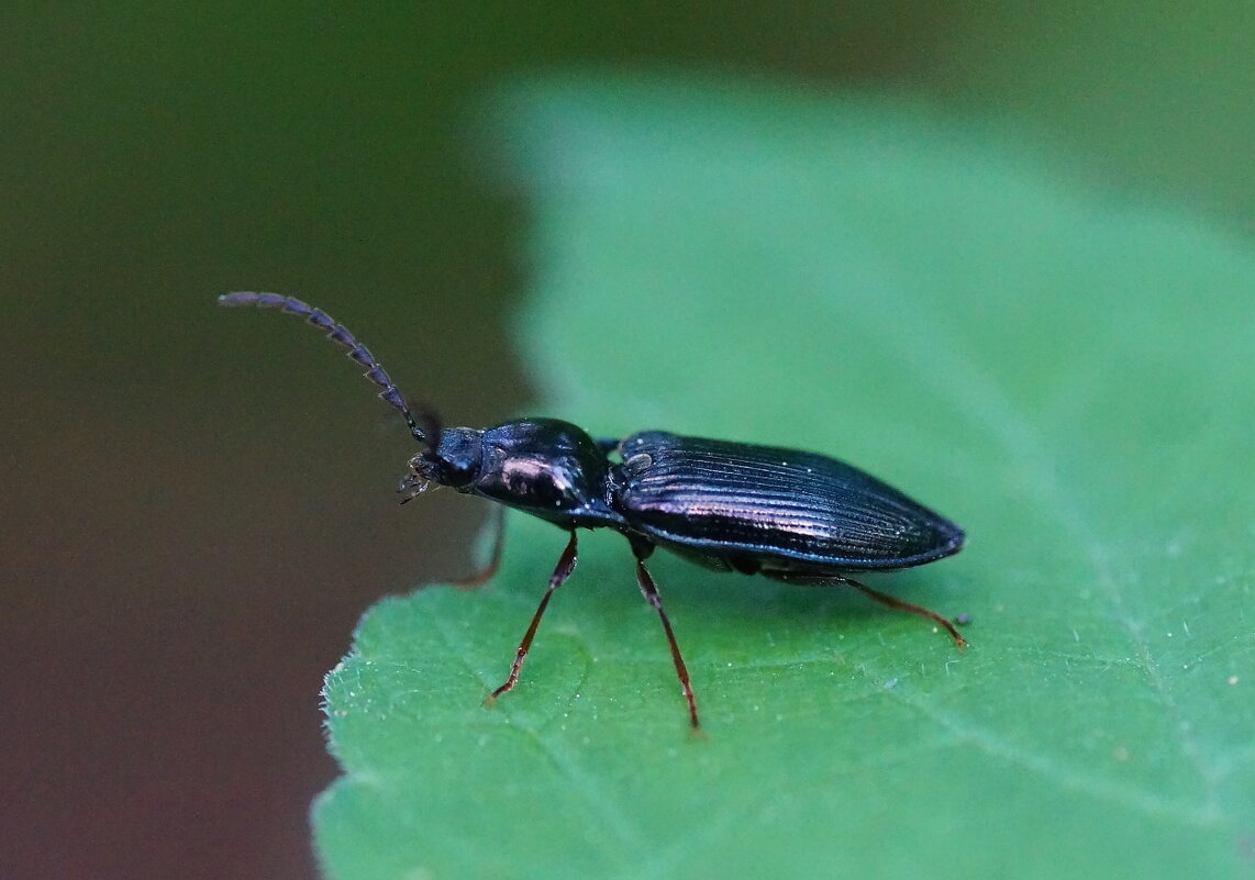 Некто в черном - Владилен Панченко Некто в черном - Владилен Панченко