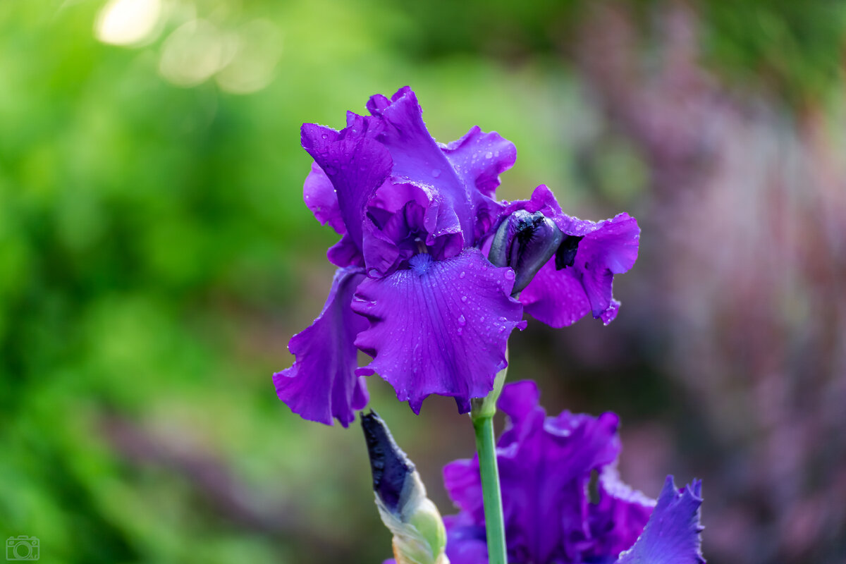 Цветок - Александр 