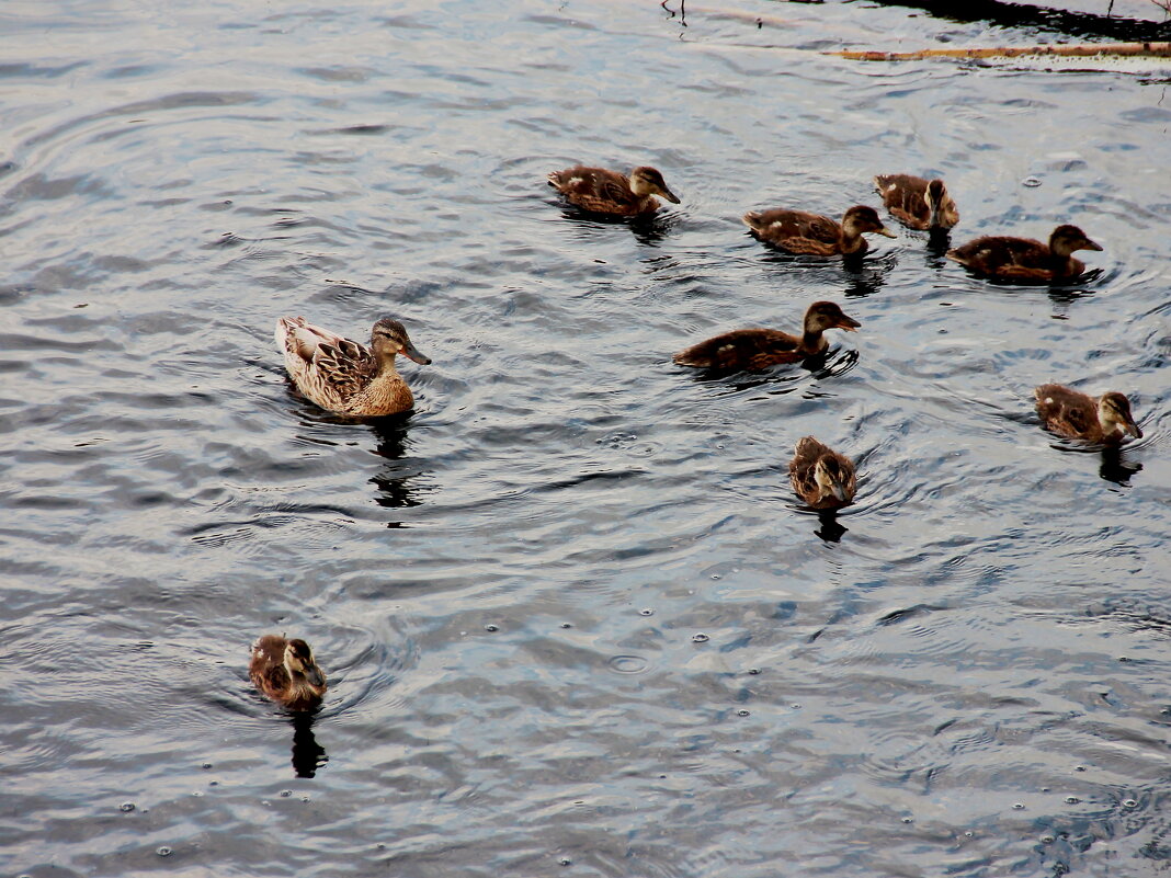 Летний день - victor Lion