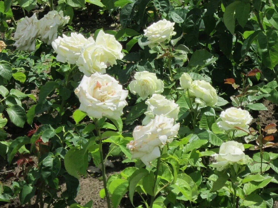 Роза Эльф плетистая - Дмитрий Никитин