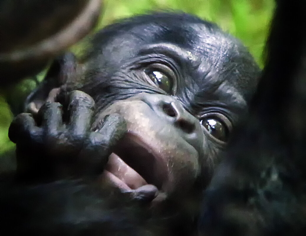 Плач малыша - Андроник Александр 