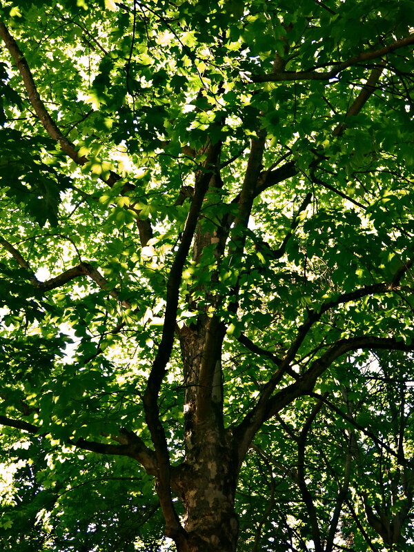 Летние этюды 37 - Алексей Кузнецов