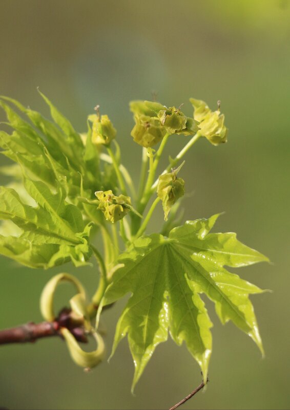 Клен. Молодой, зеленый - Наталья Герасимова