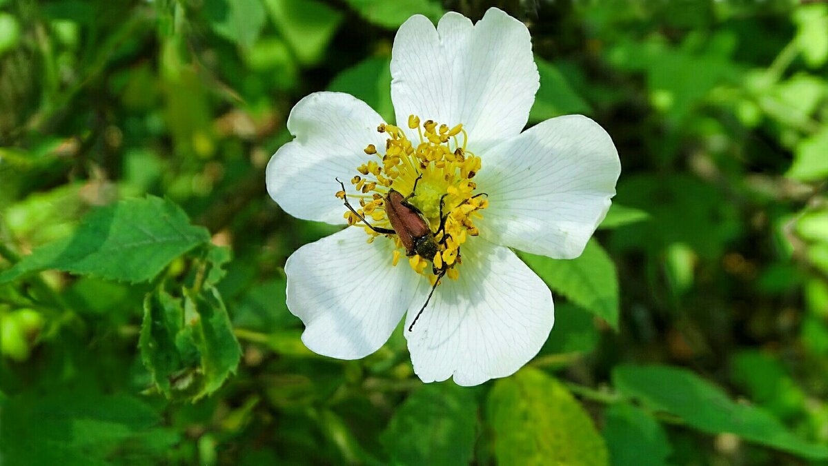 Картинка лета. - Милешкин Владимир Алексеевич Картинка лета. - Милешкин Владимир Алексеевич