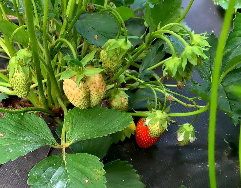 Дары июня - Ольга Довженко Дары июня - Ольга Довженко