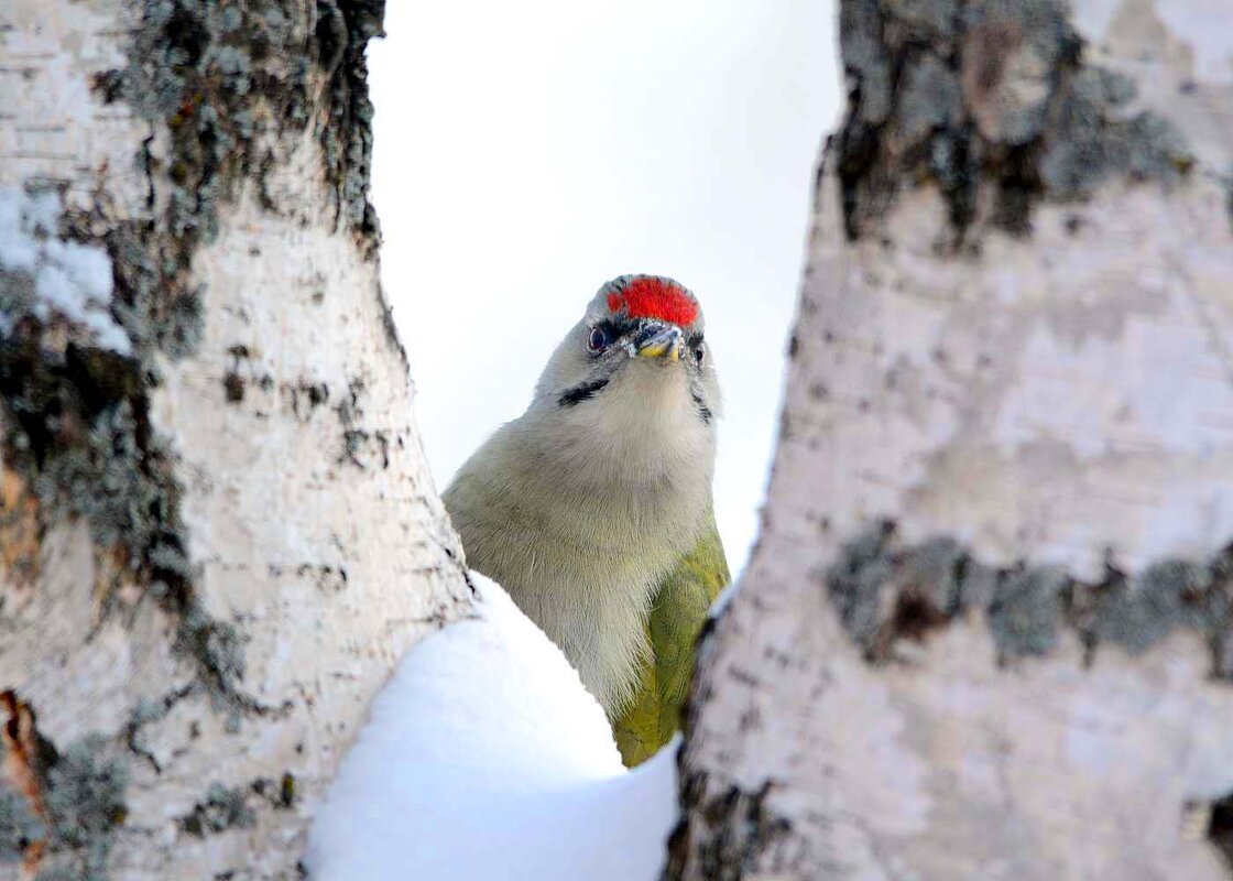 Тет-а-тет - Михаил Белоусов Тет-а-тет - Михаил Белоусов
