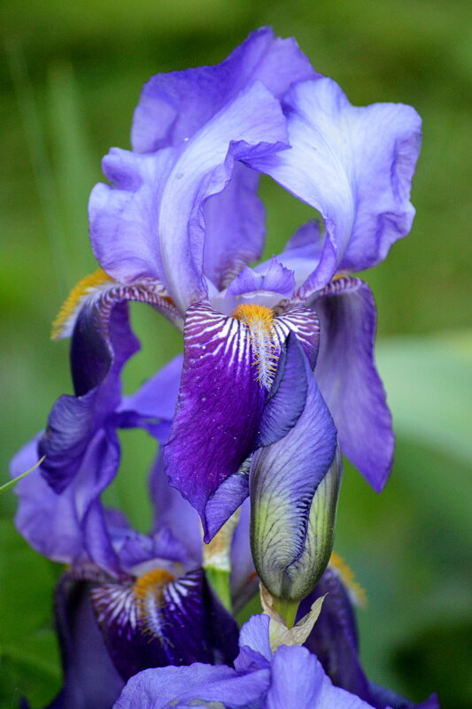 Ириска ненаглядная) - Татьяна Лютаева