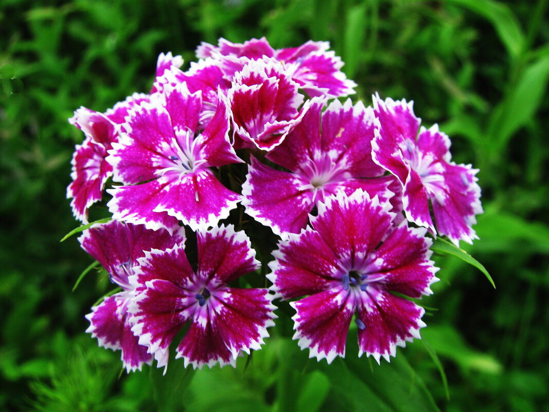 Гвоздика - Людмила Смородинская