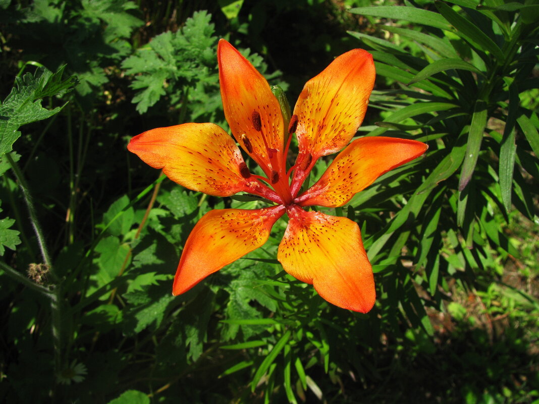 Первая лилия - Людмила Смородинская