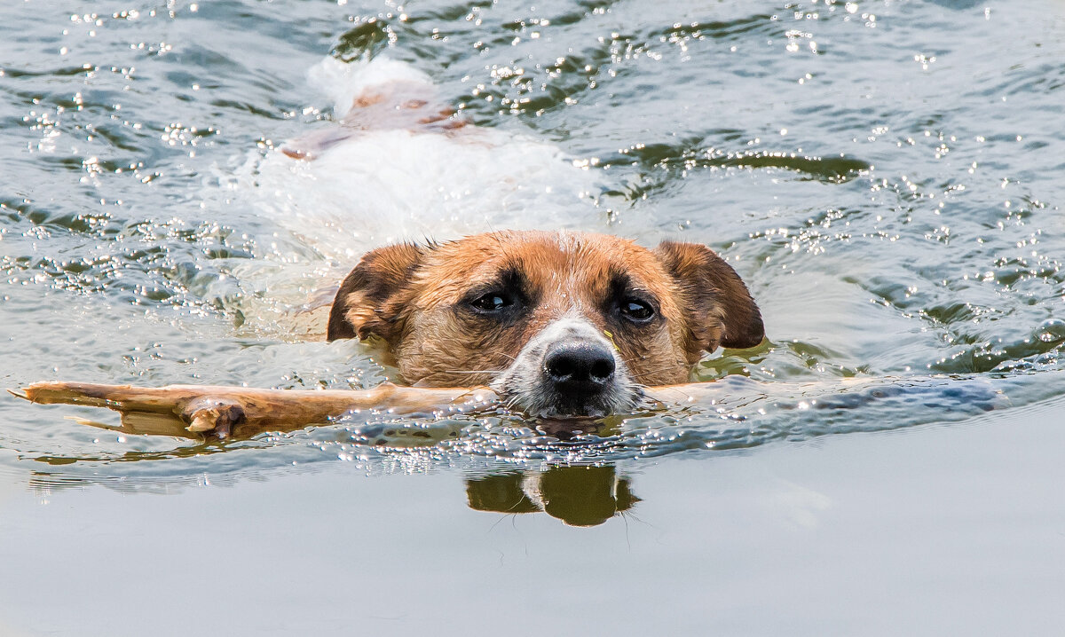 **** - Владимир Безбородов **** - Владимир Безбородов