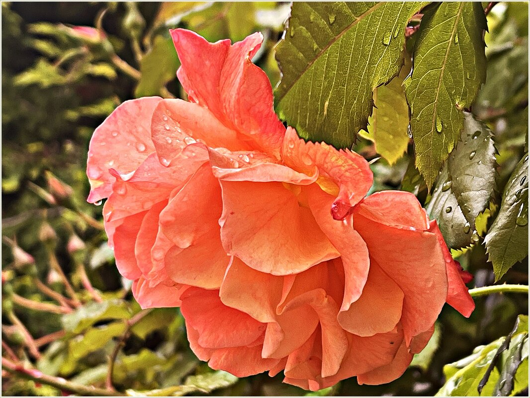 Оранжевая. - Валерия Комова