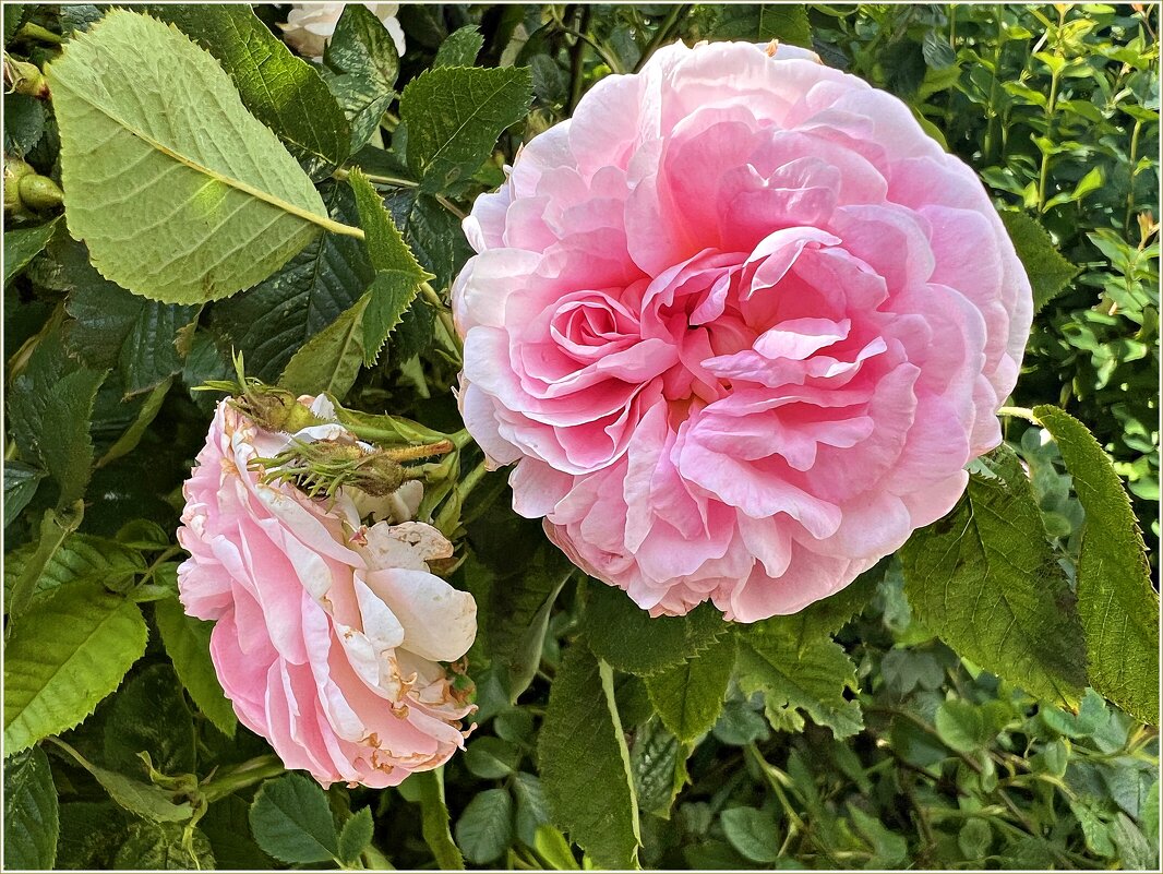 Время роз. - Валерия Комова