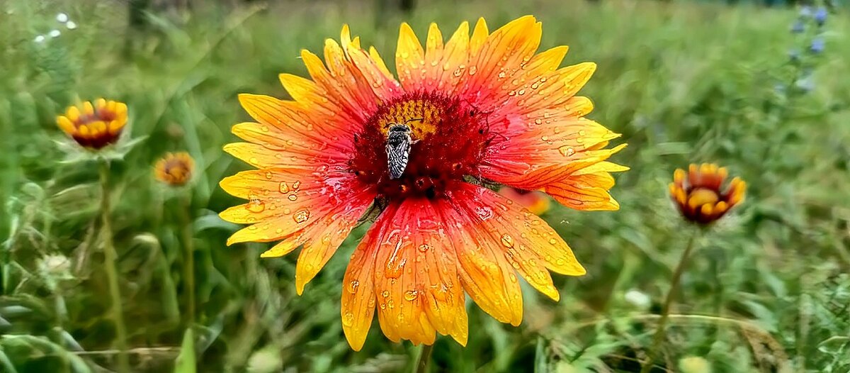 Летние цветы. - Михаил Столяров