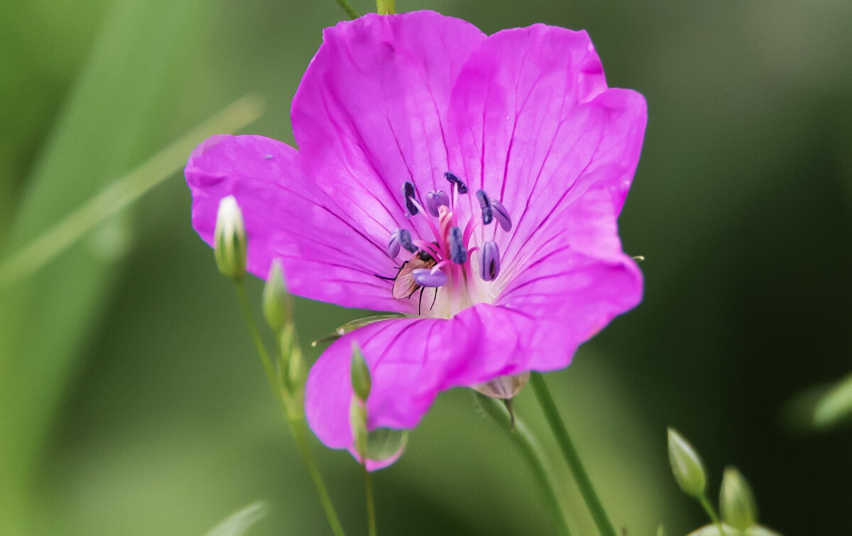Герань лесная приютила мушку... - Владимир Безбородов