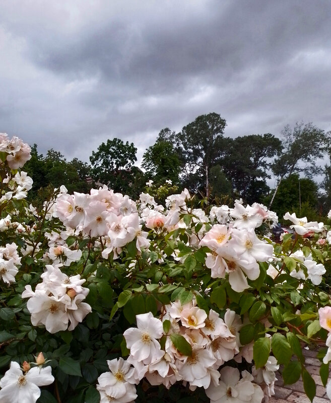*** - Валентина Береснева