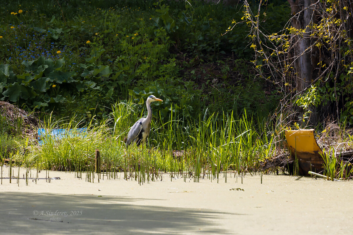Серая цапля - Александр Синдерёв