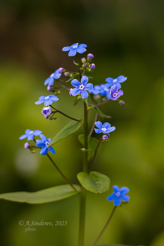 Голубая незабудка - Александр Синдерёв