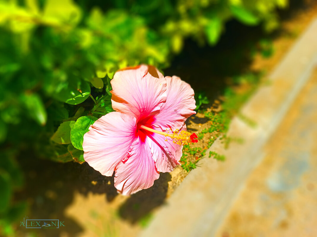 Гибискус. - Argaman Табашник