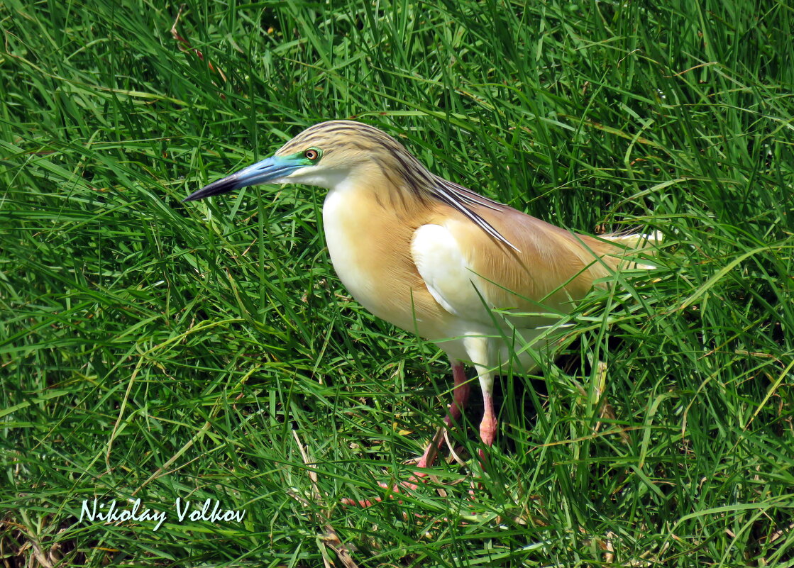 Желтая цапля - Николай Волков