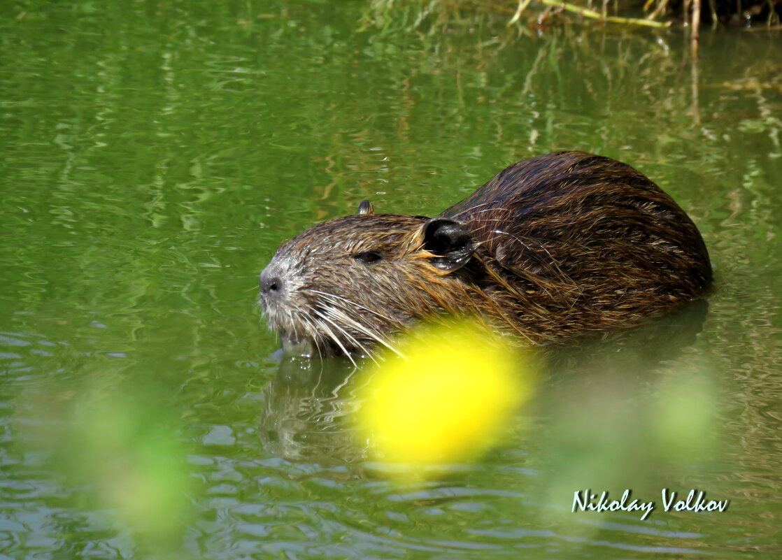 Нутрия - Николай Волков