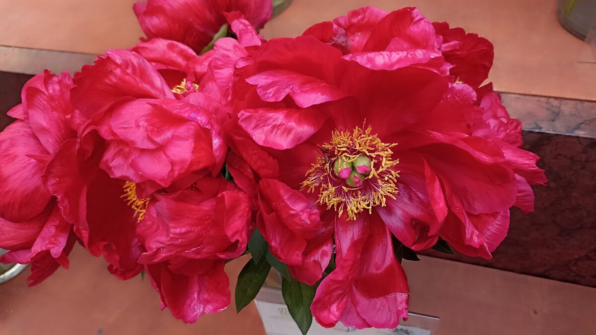 На выставке пионов в ГУМе - Татьяна Тюменка