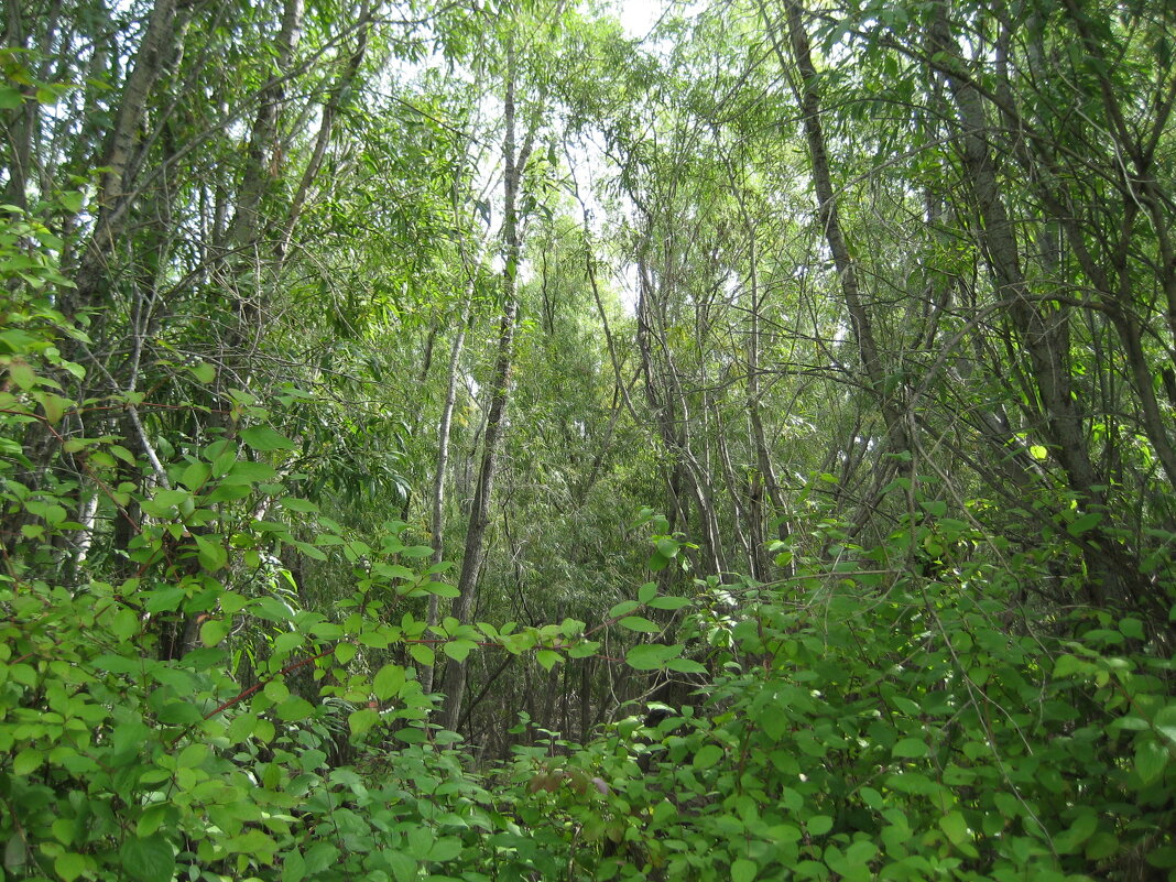 Зелень - Anna Ivanova Зелень - Anna Ivanova