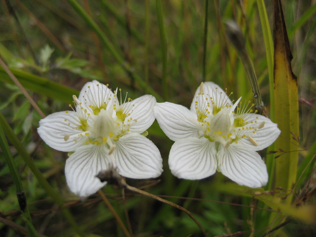 Белозёр - Anna Ivanova