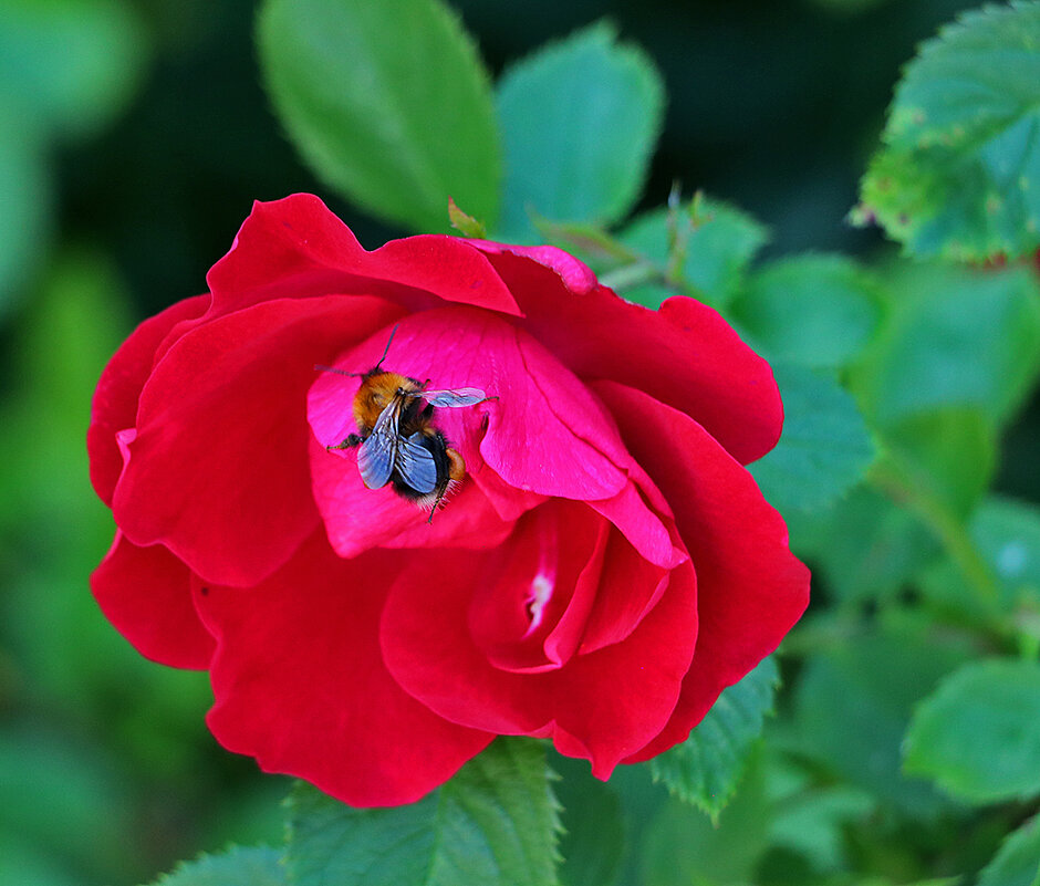 Роза тоже вкусная - Светлана 