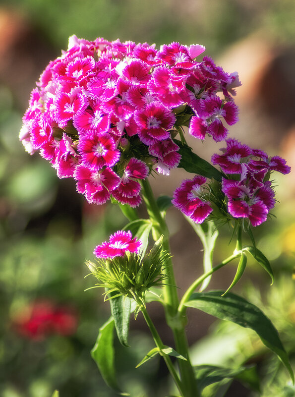 Турецкая гвоздичка. - Лилия * Турецкая гвоздичка. - Лилия *