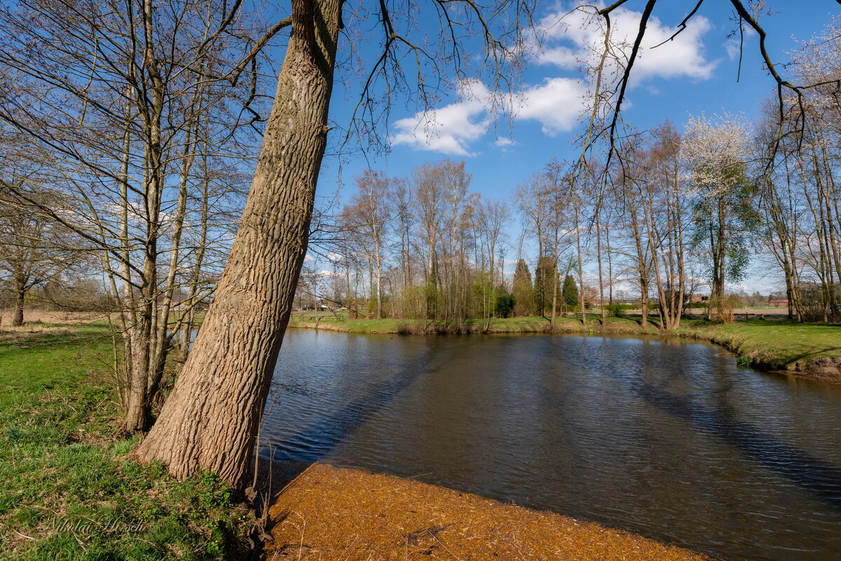 На пруду... - Николай Гирш