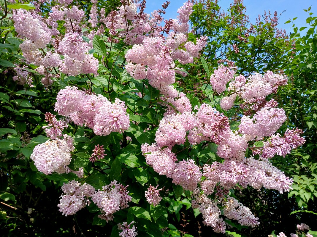 Персидская цветёт. - Лия ☼