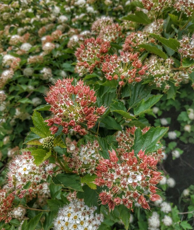 цветёт спирея - Валентина. .