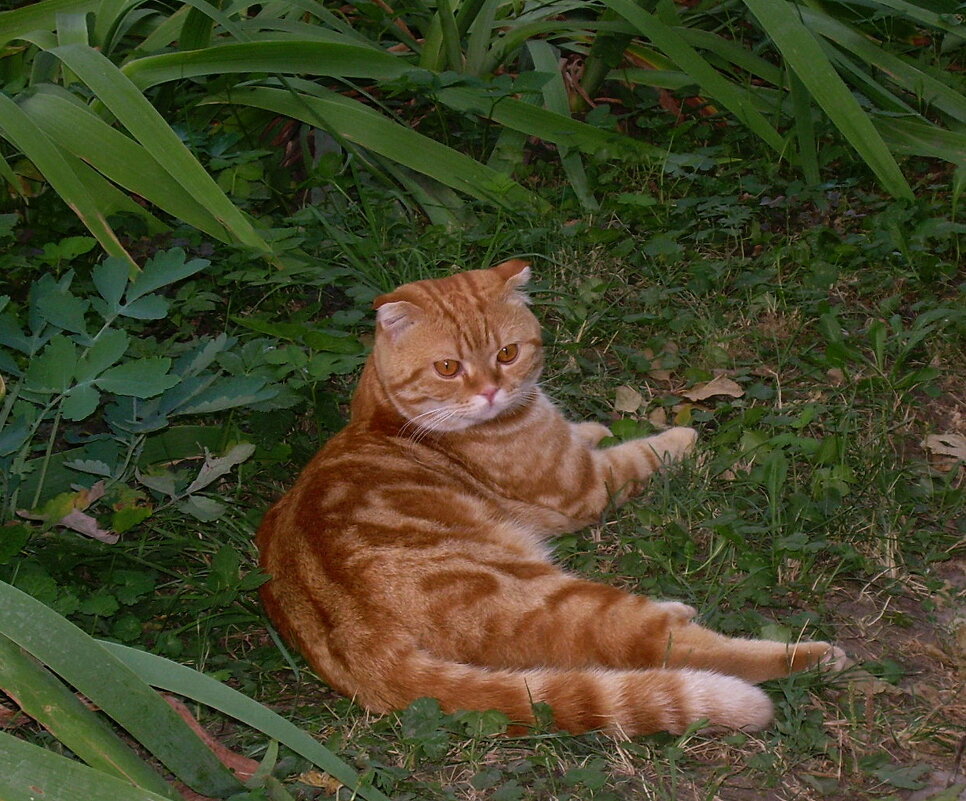 Рыжий красавчик - Татьяна Р 