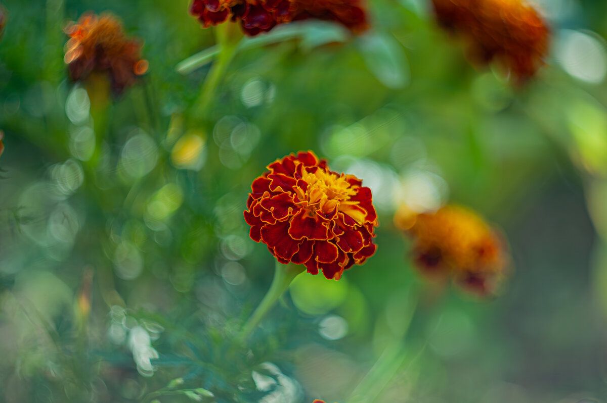 Дачная красота - Александр Филатов