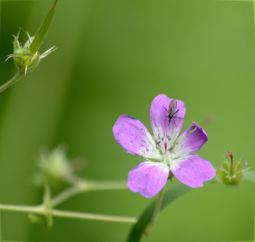 герань лесная - Сергей Владимирович Егоров герань лесная - Сергей Владимирович Егоров