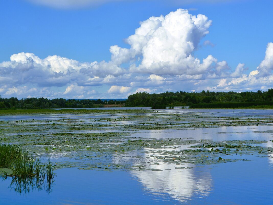 Ядрин. Кувшинки в заливе реки Суры. - Пётр Чернега