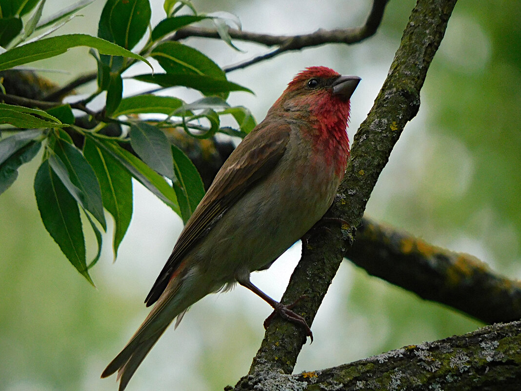 Чечевица - Лина 