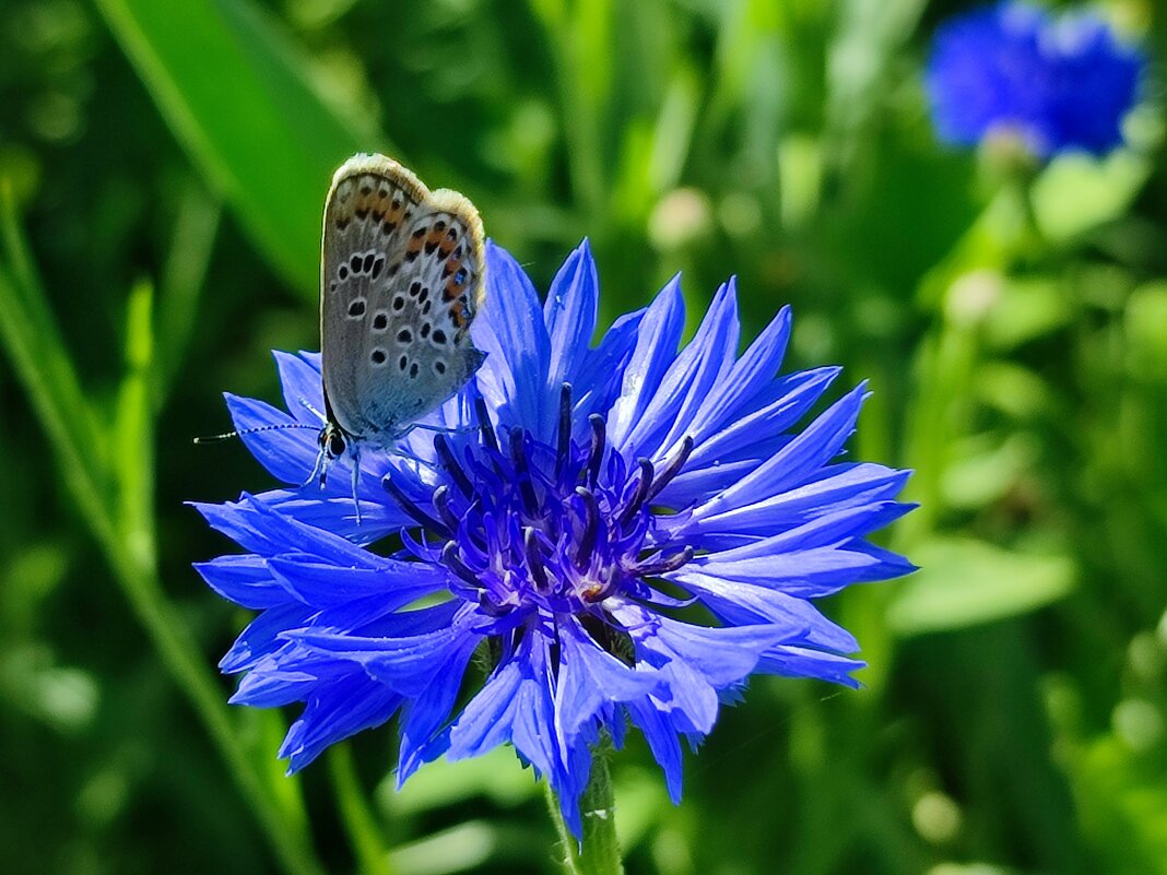 Лето - Валентина Богатко Лето - Валентина Богатко