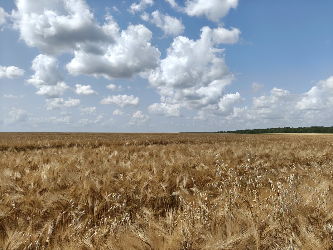Лето. Зреют хлеба - Валерий Ткаченко Лето. Зреют хлеба - Валерий Ткаченко