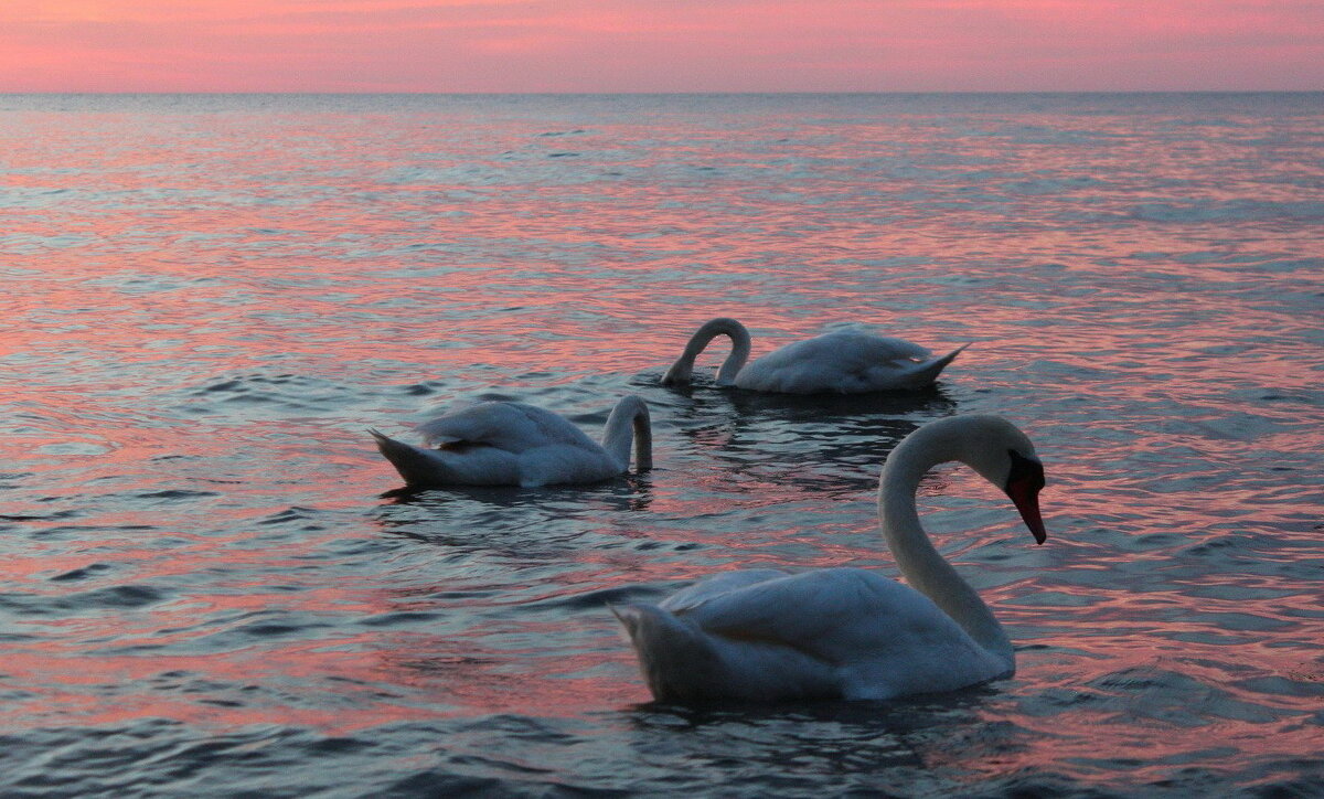 Красиво день уходит на покой - Августина 
