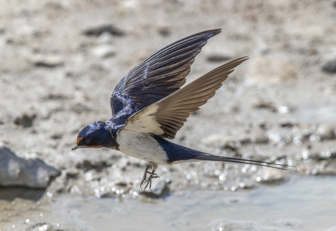 ласточка деревенская - юрий макаров ласточка деревенская - юрий макаров