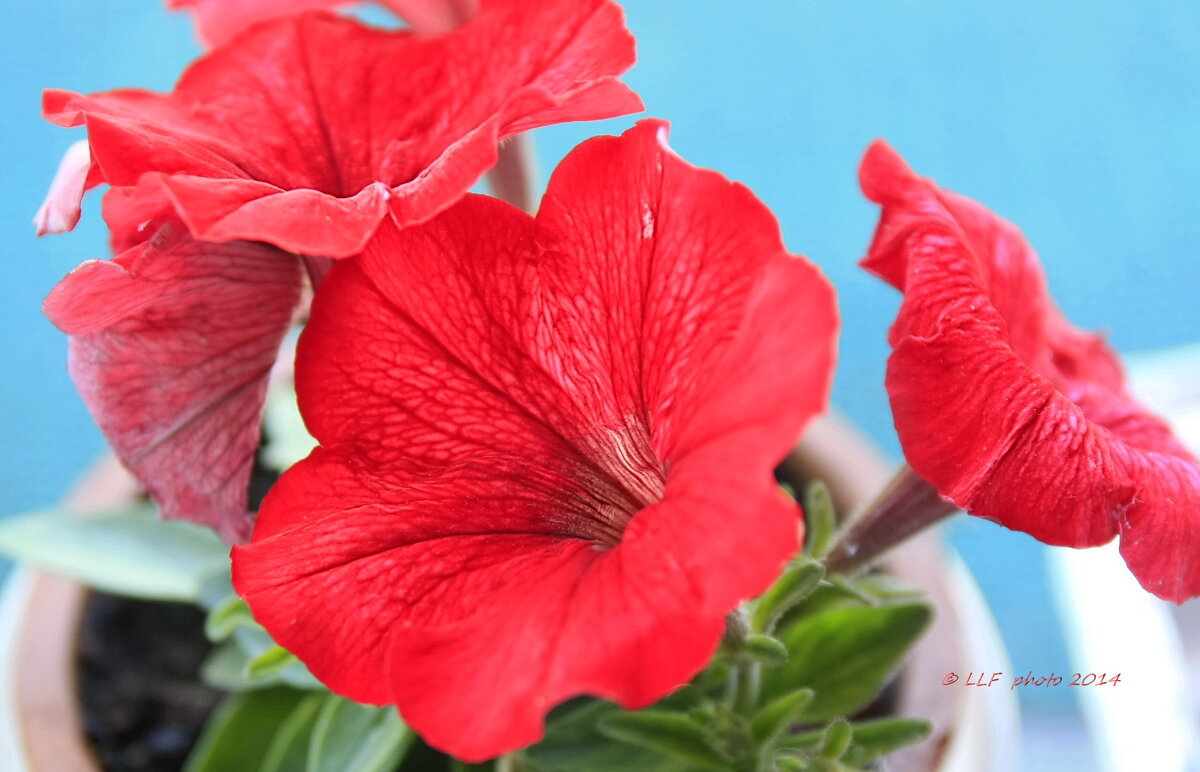 Яркая петуния - Liudmila LLF