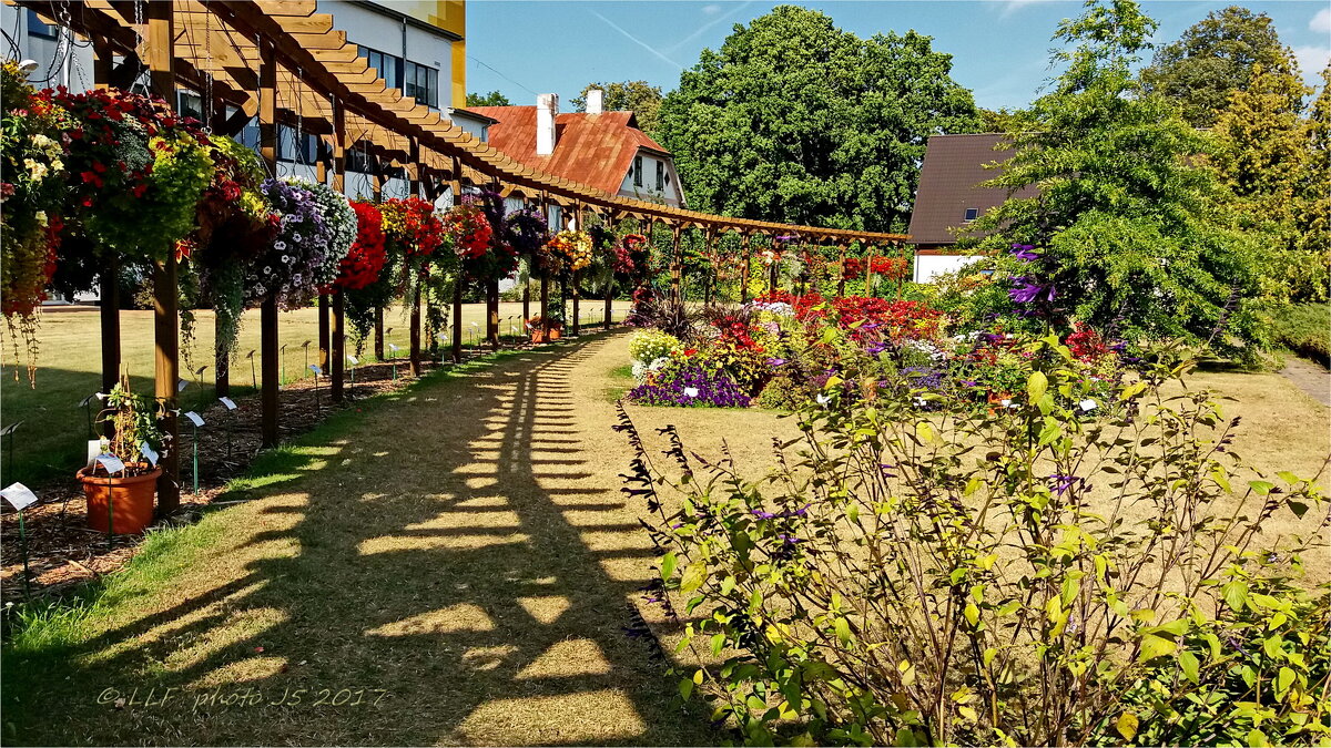 Пергала - Liudmila LLF