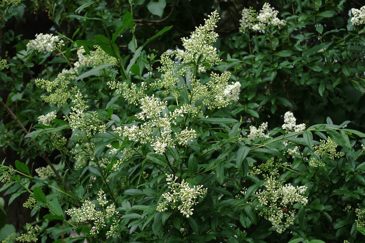 Цветет Бирючина обыкновенная - Рита Симонова Цветет Бирючина обыкновенная - Рита Симонова