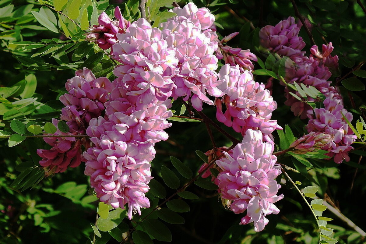 Цветет Акация - Рита Симонова Цветет Акация - Рита Симонова