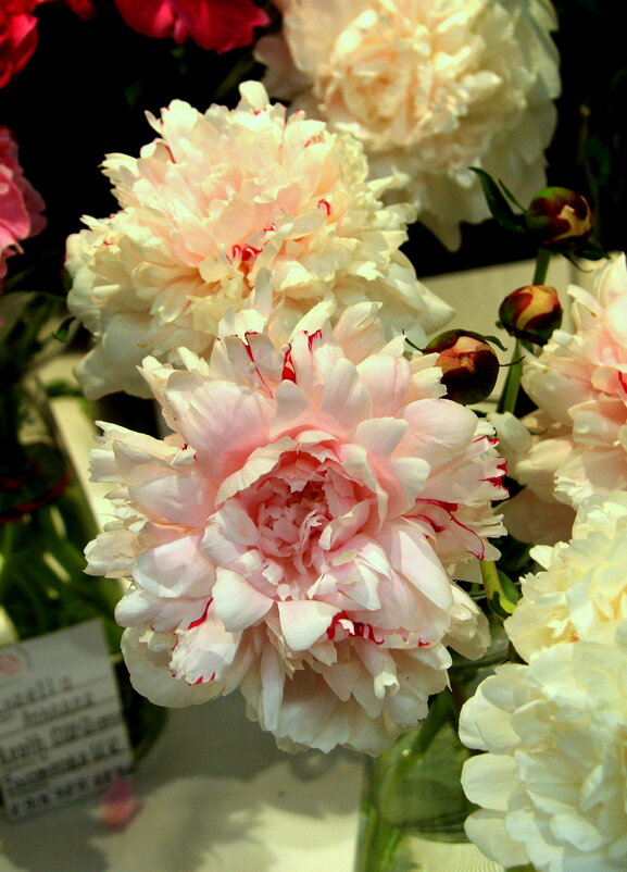 ** - Vlad Сергиевич