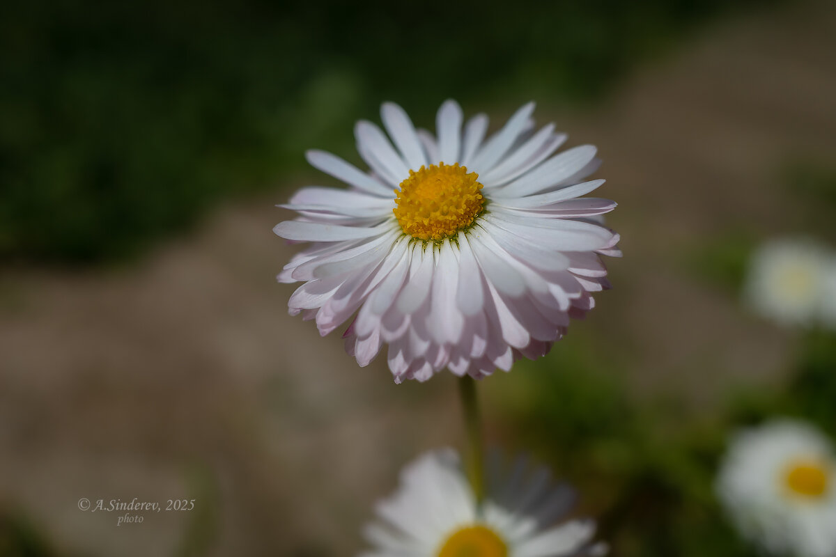 Цветок маргаритки - Александр Синдерёв