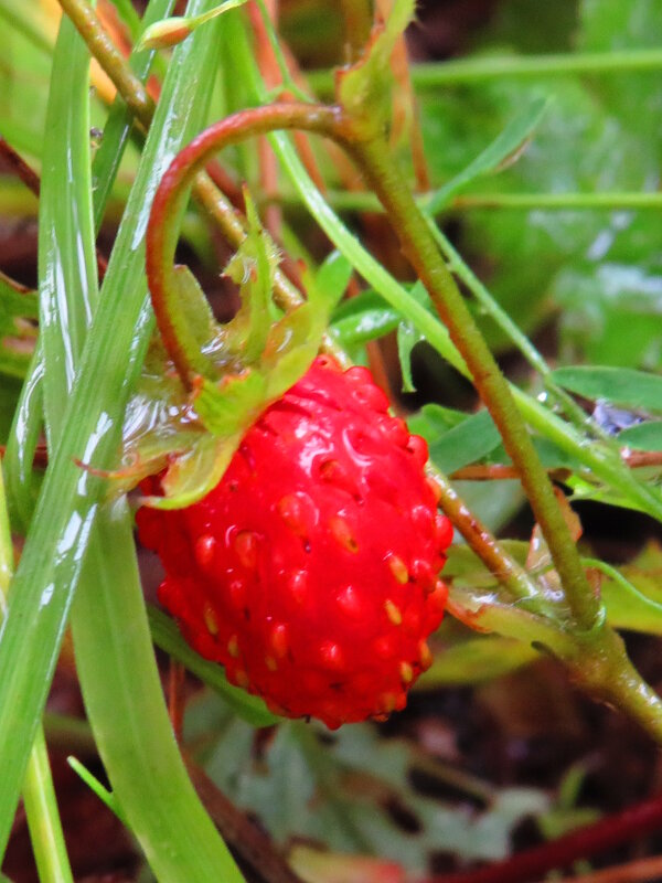 Первая ягодка - Андрей Снегерёв