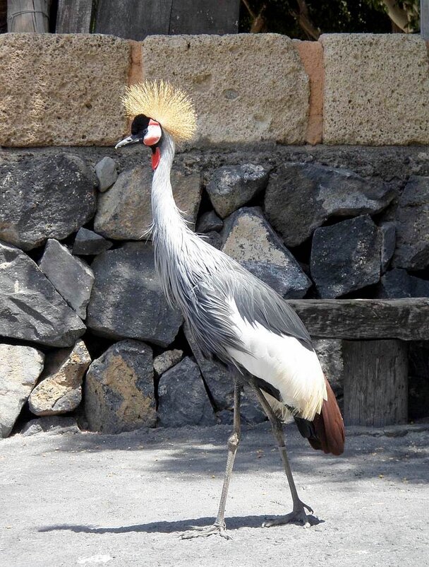 Венценосный журавль. - Валерий Новиков