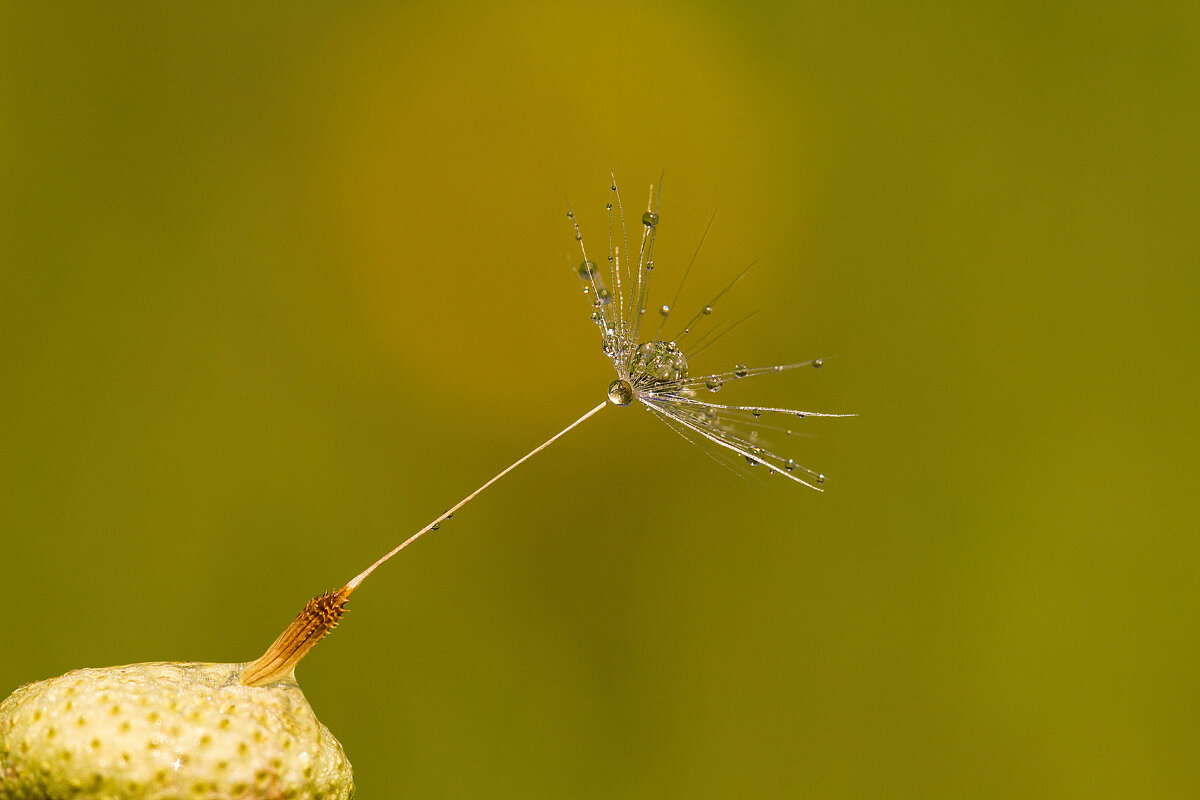 Росинка - Андрей Пристяжнюк
